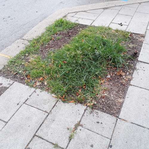 Here's a patch of grass in Covington, Kentucky, just outside the Commonwealth Bistro on Main Street.