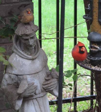 Photos of cardinals and St. Francis of Assisi which were taken in the town of Lakeway, Texas in the Hill Country of Texas just Northwest of Austin, near Lake Travis.