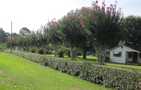 Photograph of the incredible hedge which fronts US Highway 96 between Hattiesburg and Mobile, and the white house which it accents.