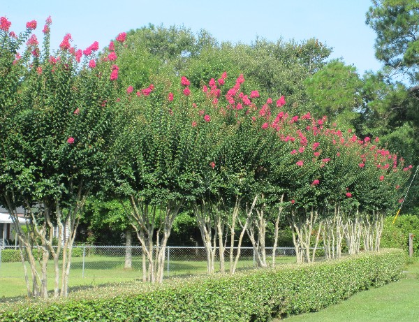 Photo of the South's most beautiful hedge, featuring beautiful flowering crape myrtles, located on Moffett Road (US Highway 96) in Wilmer, Alabama across from the Big Creek Baptist Church.