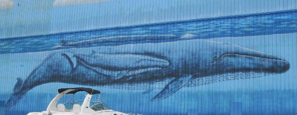 Painting of whales on the walls of the Legendary Marina in Destin, FL which services the Chactowhatchee Bay and Gulf of Mexico.