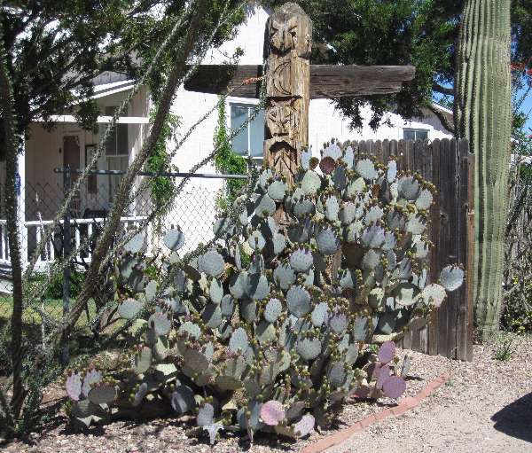 Photo of a prickly pear and saguaro cacti taken on Fremont Street in Tombstone, Arizona.  While adding character to the scene, the Native American totem pole does seem to be a little out of place.