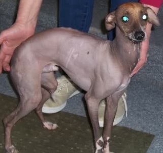 Not a chupacabra at all, but is instead a mixed breed cross between a chinese crested and a greyhound.