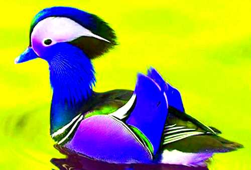 An altered picture of a Mandarin Duck, probably the most beautiful of our fine featured friends.