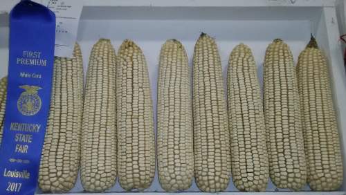 White corn which received the blue ribbon at the Kentucky State Fair in Louisville, KY.