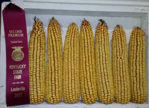Yellow corn which captured the second premium place prize at the Kentucky State Fair.