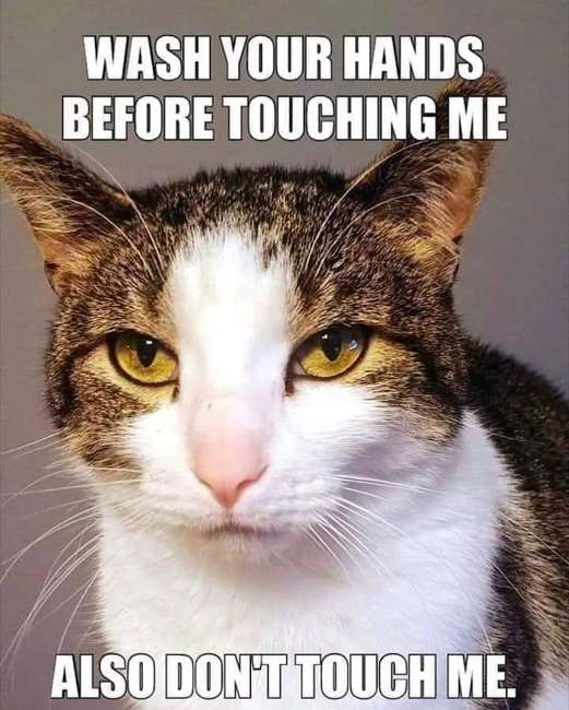 Here's an amusing novel coronavirus cat meme.