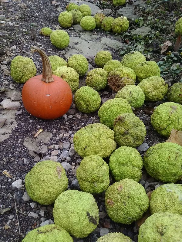 The Osage oranges of Owl Creek, also known as hedge apples and bois d'arc fruit, looks like brains scattered along the bottom of Owl Creek, an east Louisville, Kentucky neighborhood.
