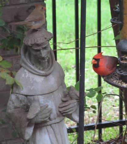 Another pic of the cardinals in the Texas Hill Country, this time with statue of St. Francis.