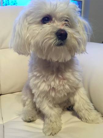 Photo of a handsome white male Maltese dog.