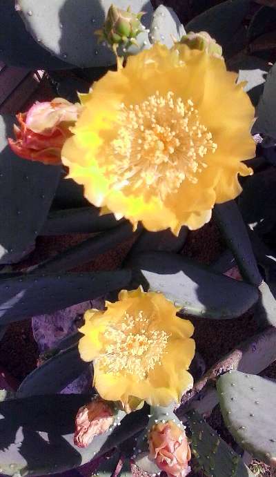 Photo of the flowers of a prickly pear cactus taken outside of the Taco Casa in Colleyville, Texas 2014.