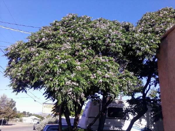 Pic of the china berry tree in front of The O.K. Cafe located just across from the City Park on Allen Street in Tombstone, AZ.